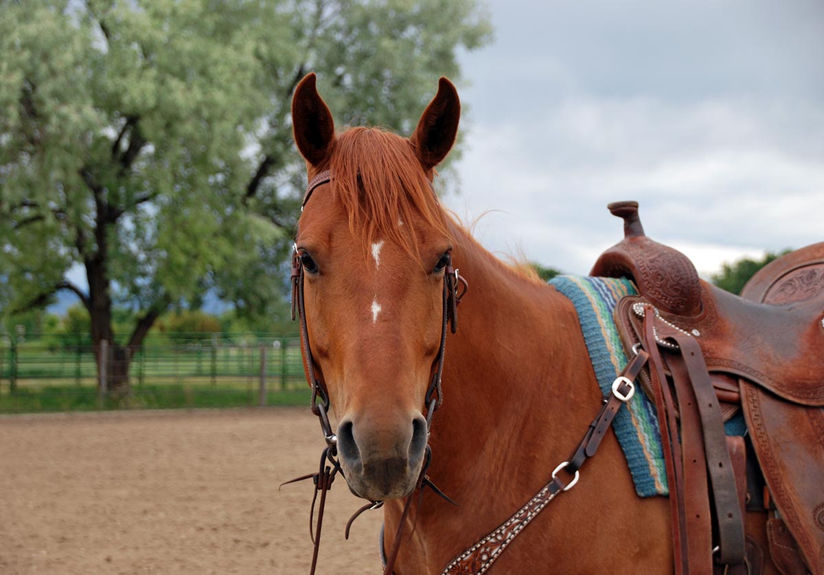Chestnut Horse