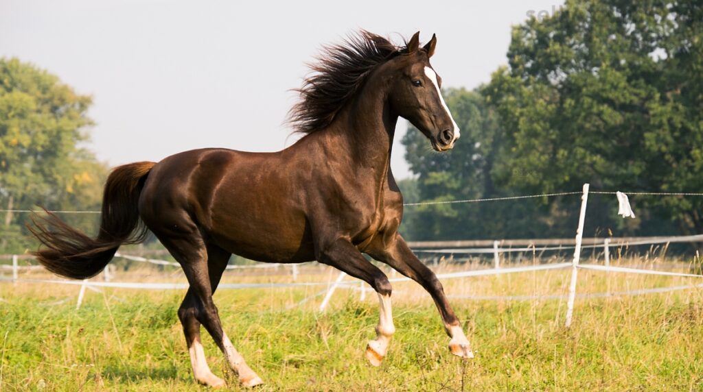 funny names for horses
