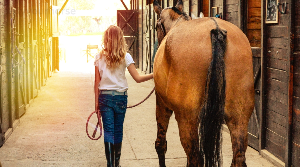 Certified trainer guides horse