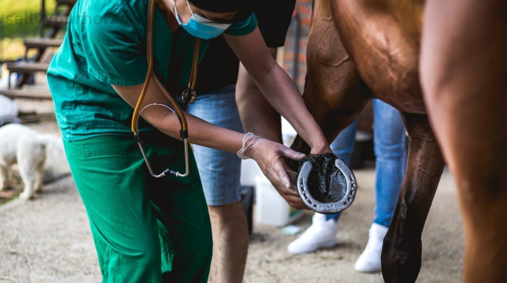 Home Remedies for Cracked Horse Hooves