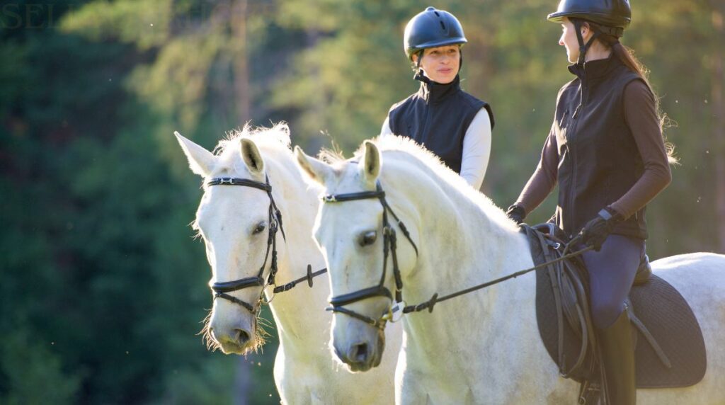 horse weight limit