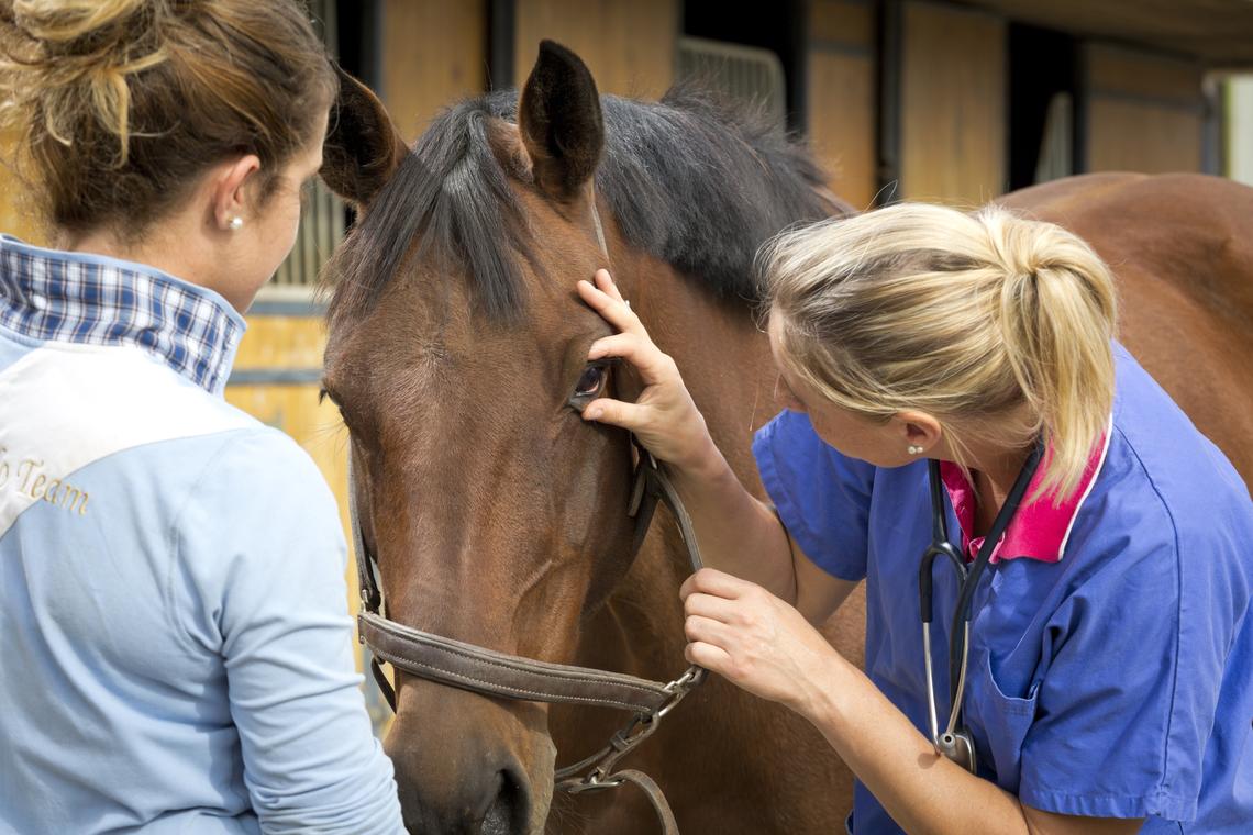 Horse Vetting