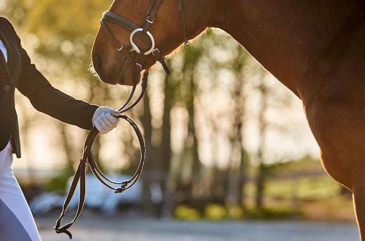 Building Trust with a New Horse