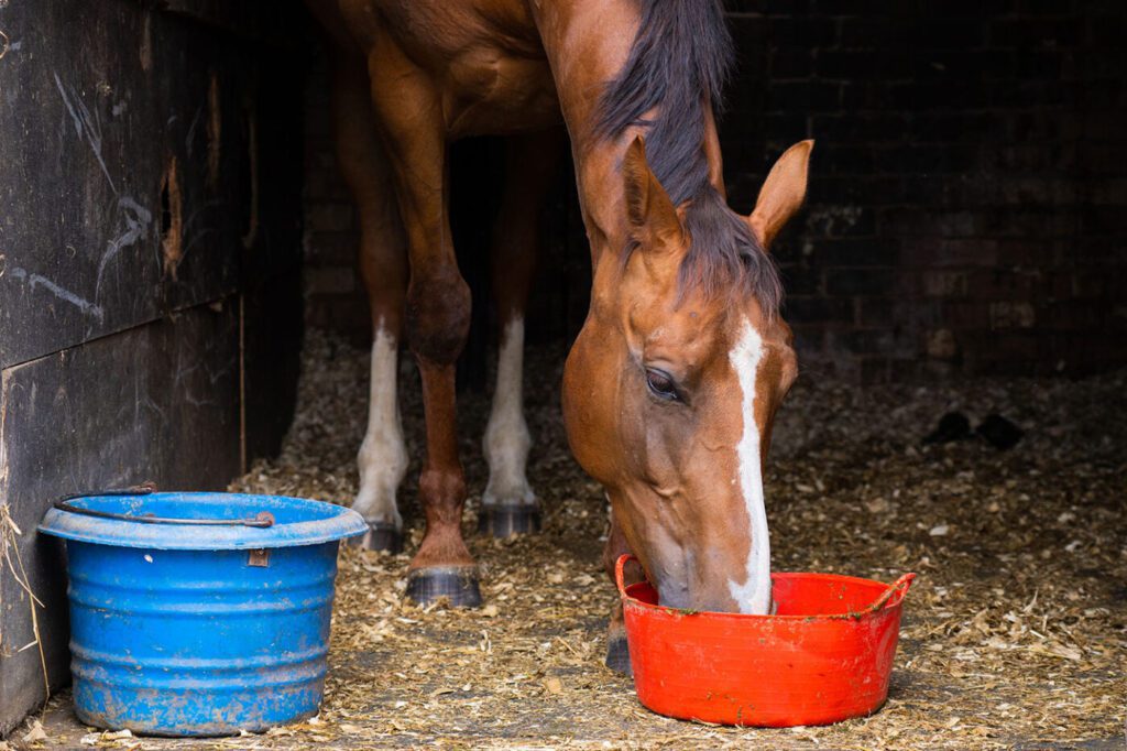 An elderly horse enjoying a soft, soaked hay cube meal, ideal for horses with dental issues.