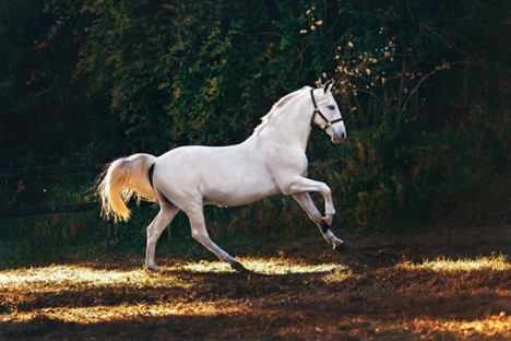 Beautiful close-up of a horse’s face, highlighting gentle temperament and attentive expression