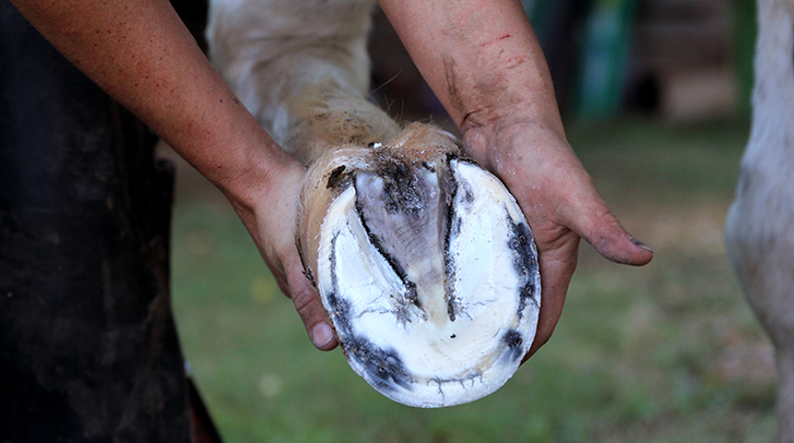Thrush in horses 