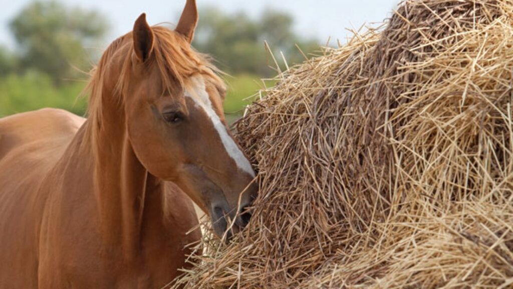 A horse eating steamed hay to reduce dust and allergens, improving respiratory health