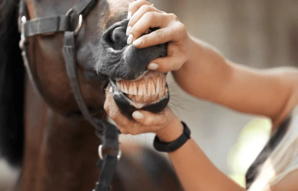 An aging horse with worn teeth eating soaked hay cubes, a soft and digestible alternative for horses with dental problems