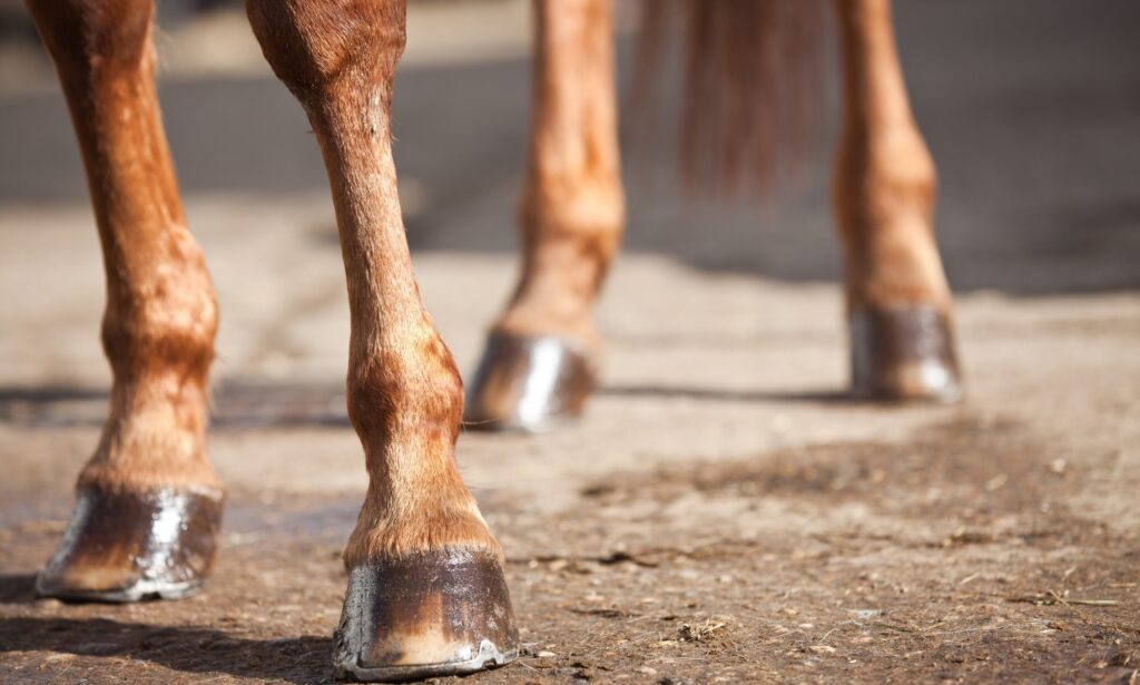  Horse's Hooves