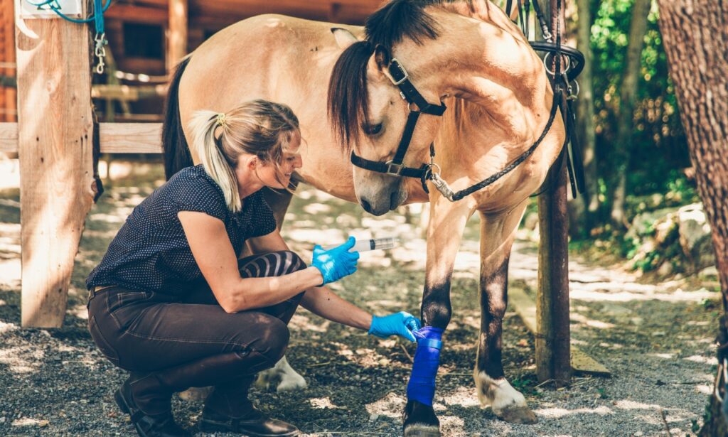 hoof maintenance 