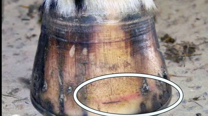 hoof bruise 