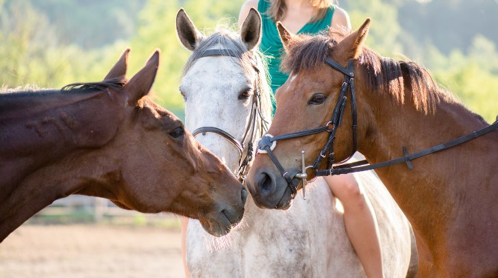  Horseback Riding Confidence