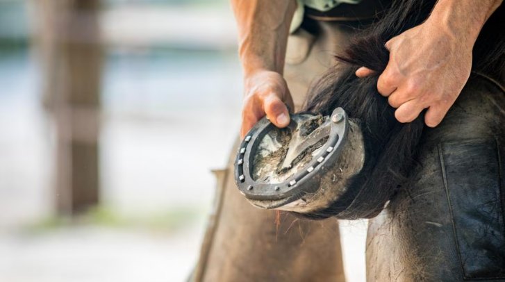 The Role of Hoof Condition in Horseshoe Selection
