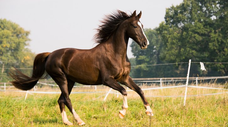 Physical Benefits of Bareback Horse Riding