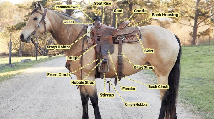 Understanding Saddle Anatomy 