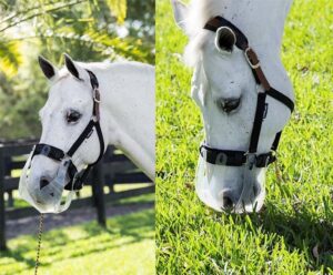 Horse Grazing Muzzle