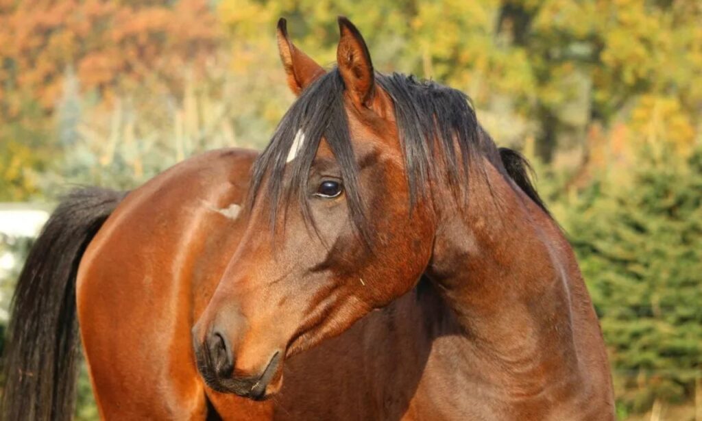 Best Horse Breeds for Different Riding Styles
