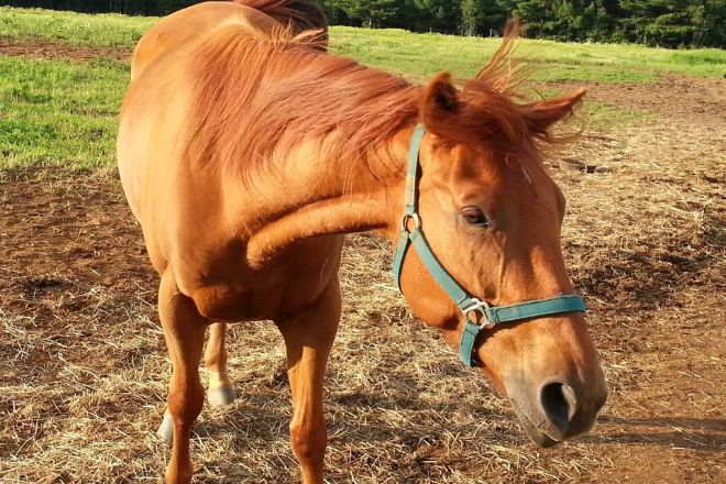 Choosing the Right Type of Equestrian Event