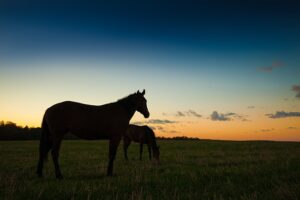 Horse Grazing at Night