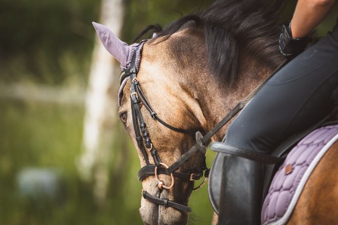 How to Host a Local Equestrian Meet-Up or Event