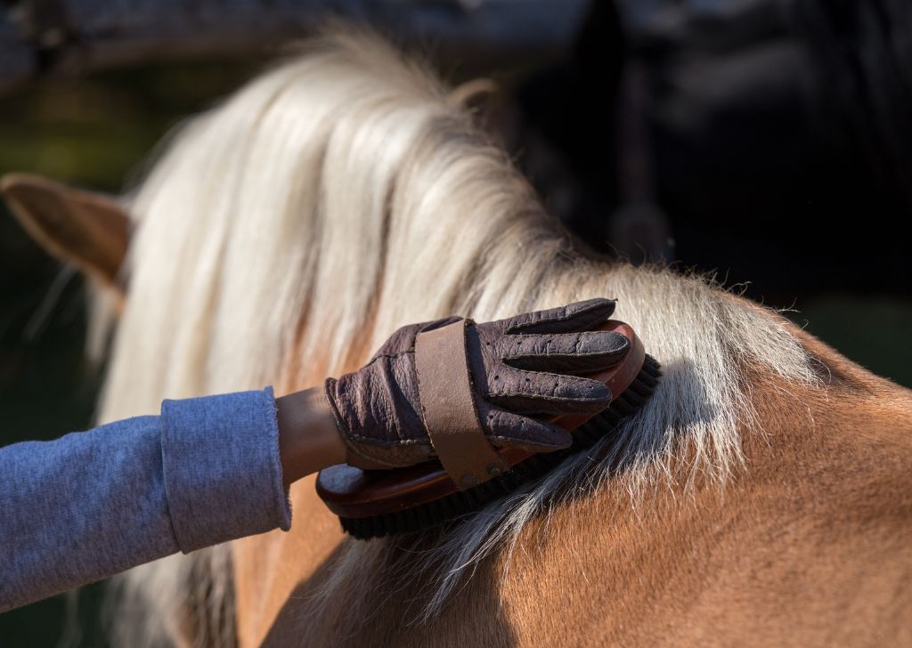 How to Train Your Horse to Stand Still for Grooming and Tacking