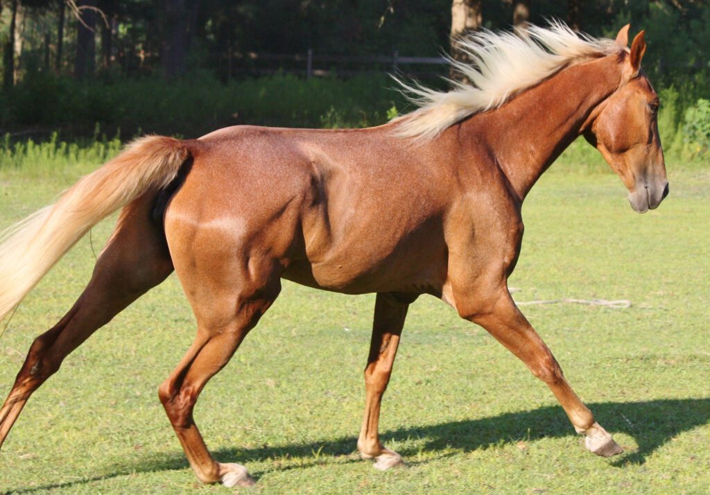 Matching Horse Breeds to Rider Physique 