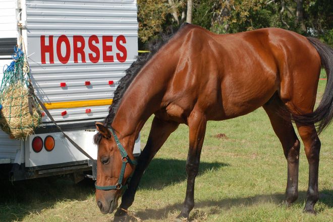 Naming Your Horse: Tips for Choosing the Perfect Name