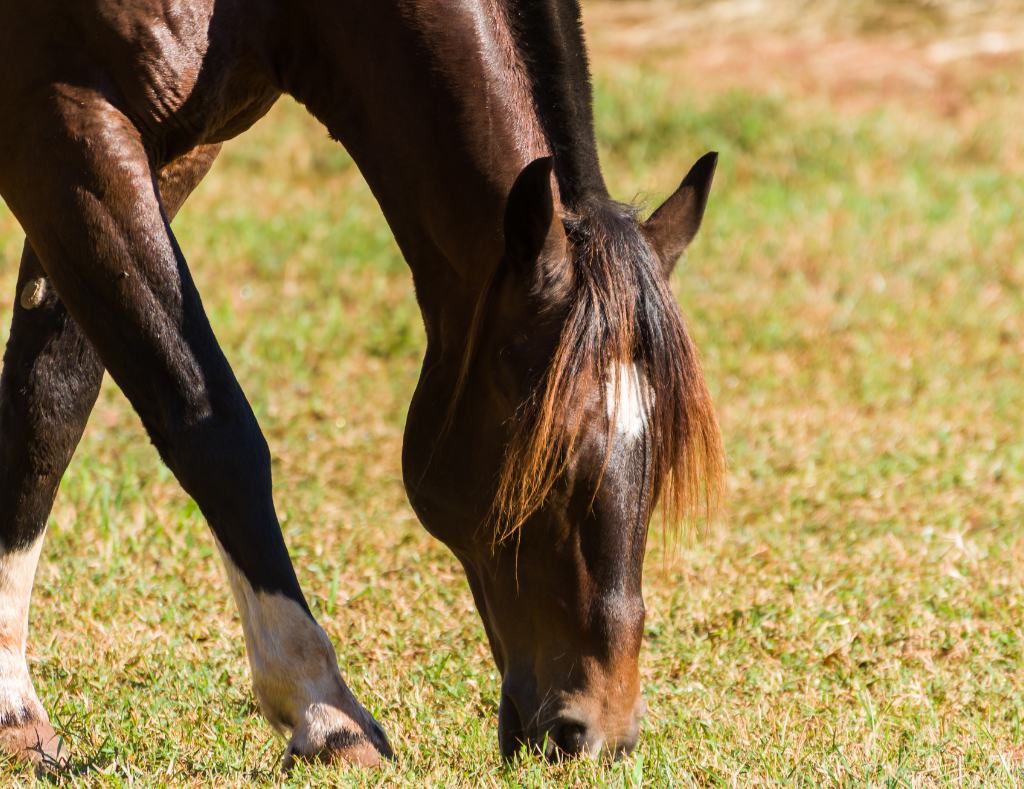 horse evolution