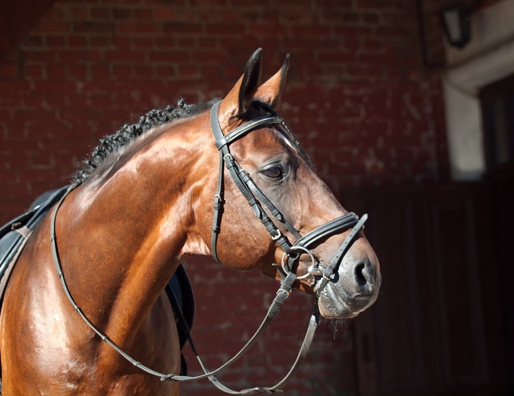 The Evolution of Horse Breeds: From Wild to Domestic