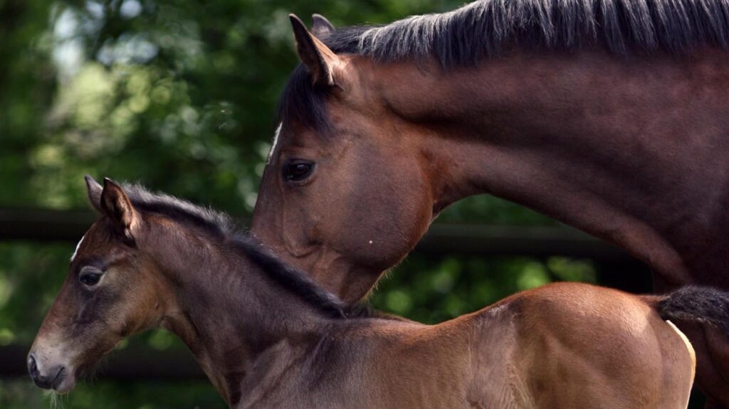 The emergence of wild horse species