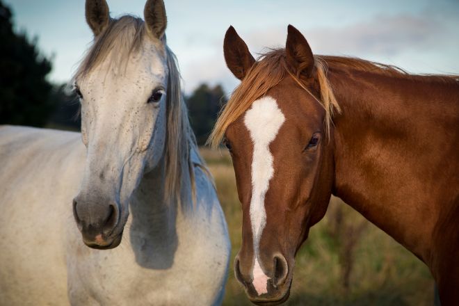 Train Your Horse to Stand Still for Grooming and Tacking