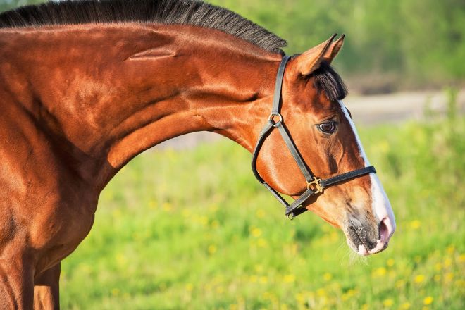 Understanding the Basics of Horse Naming