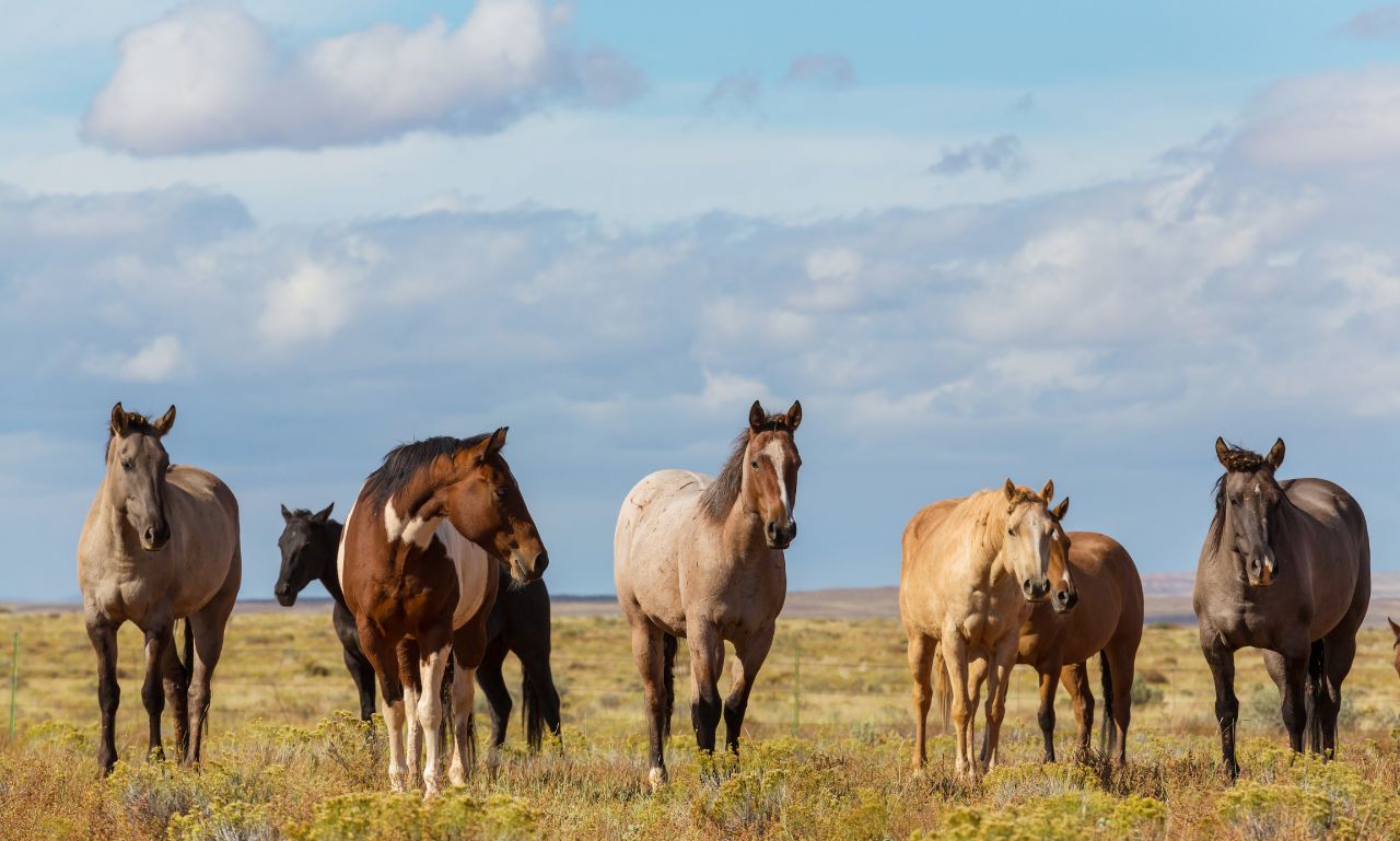 How to Choose the Right Breed for Your Riding Style