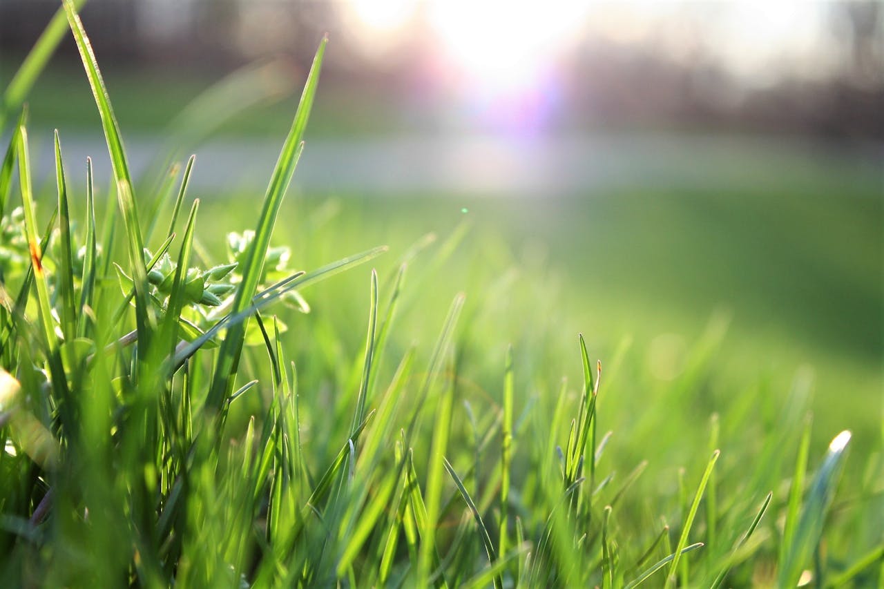10 Vital Spring Grass Facts Every Horse Owner Should Know