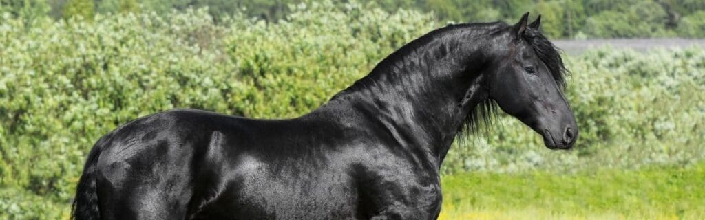 All Rounder Horses