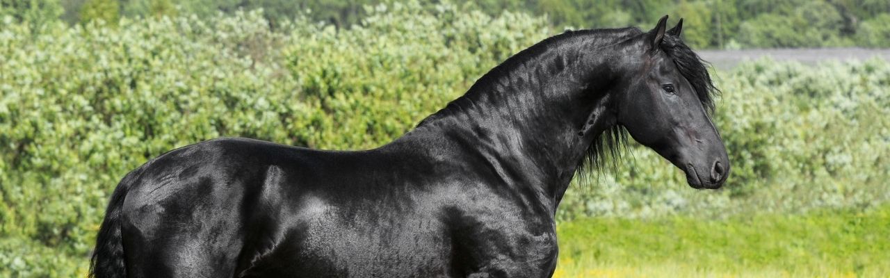 All Rounder Horses