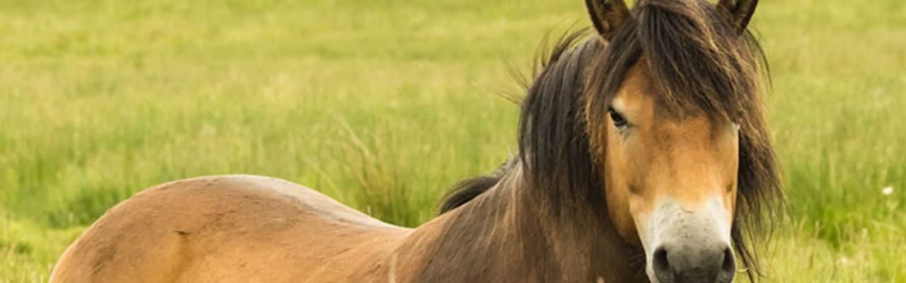 How to Care for an Exmoor Pony A Practical Guide for New Owners