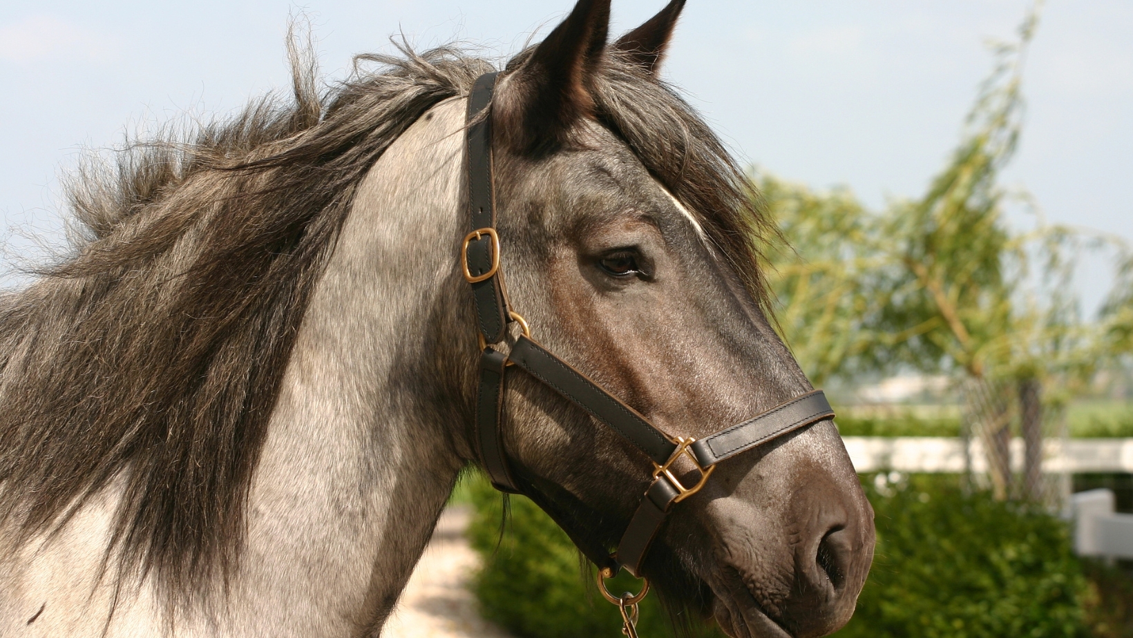  Perfect Irish Draught X Horse for Sale in the UK