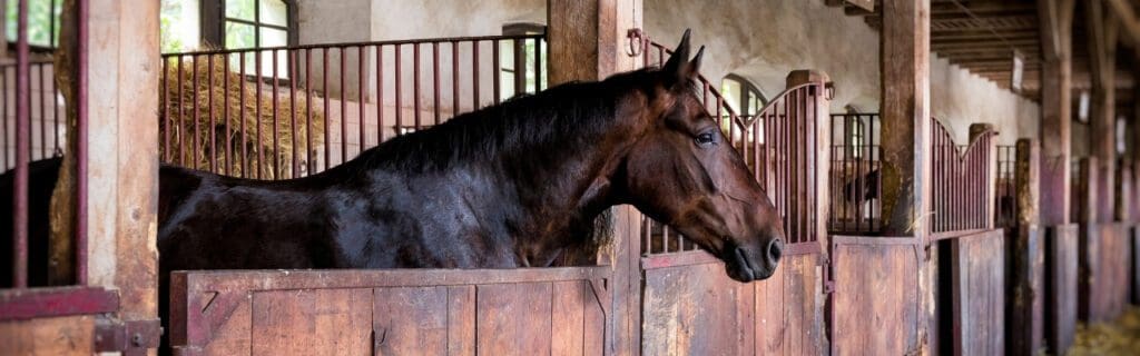 Stable management tips for looking after your yard