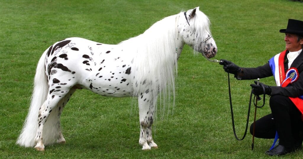 The Miniature Horse More Than Just a Smaller Horse!