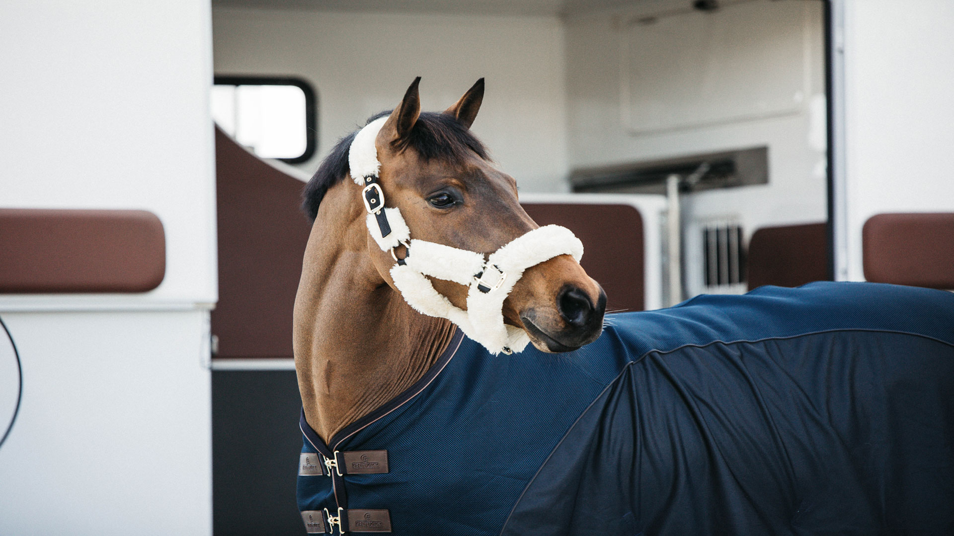 UK Equine Marketplace Find Your Perfect Horse Today