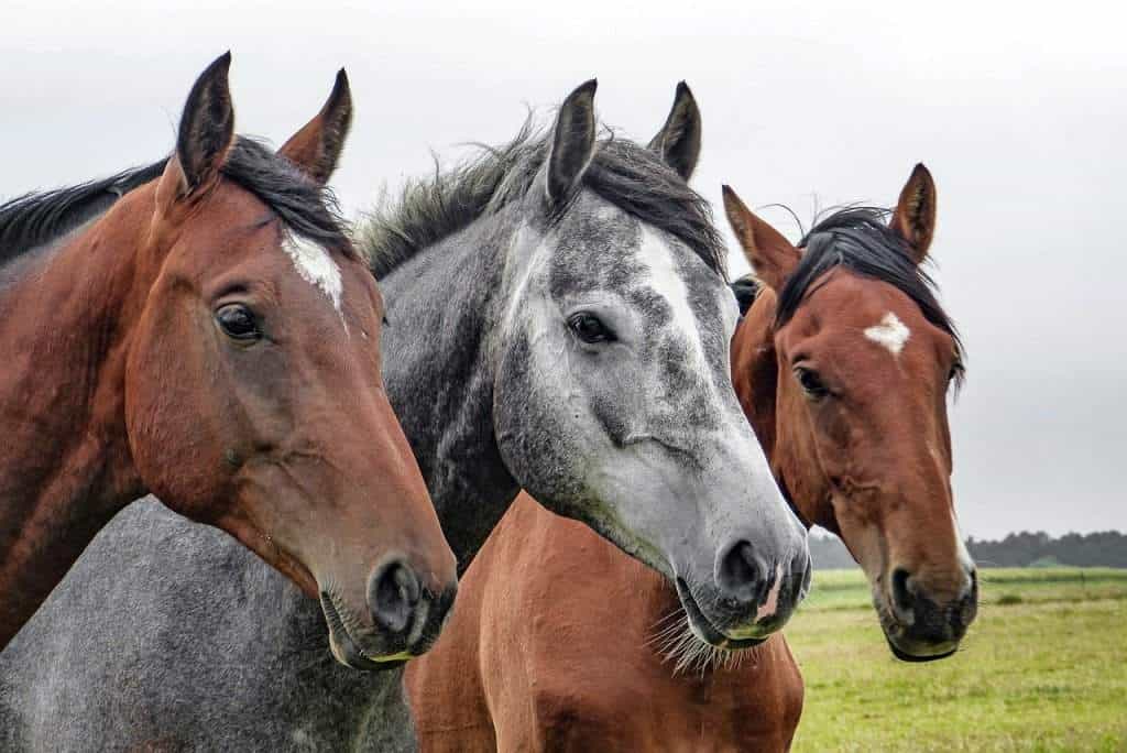 legal requirements for selling a horse in the UK