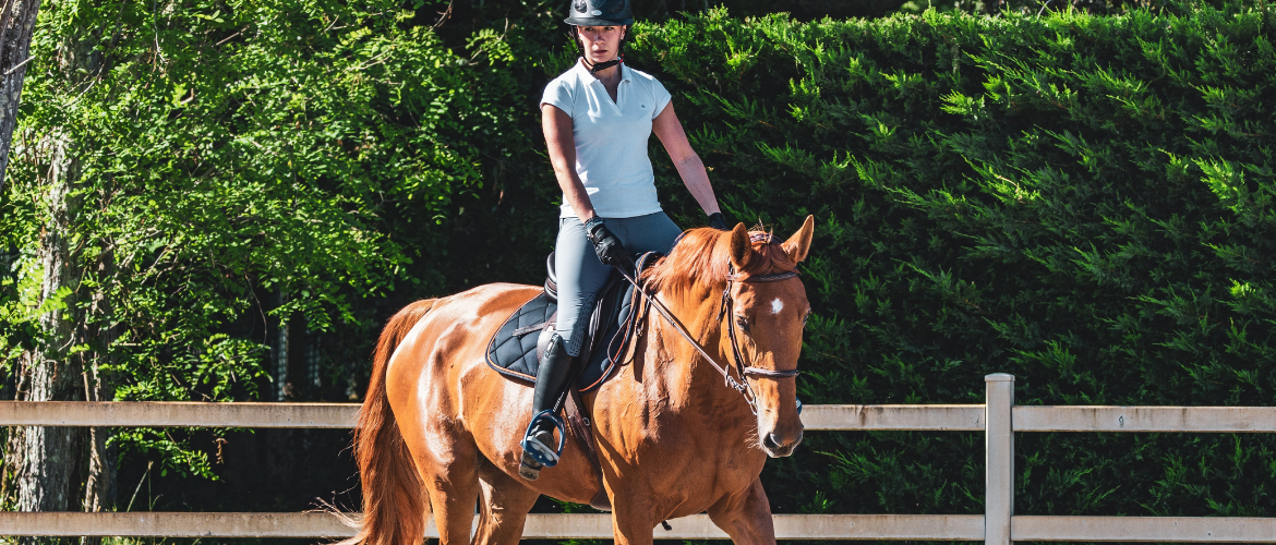 How to Buy Your First Horse Essential Questions Every Buyer Must Ask