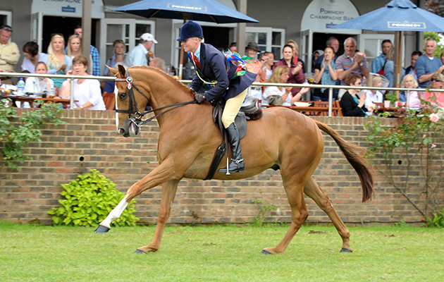 ex race horse