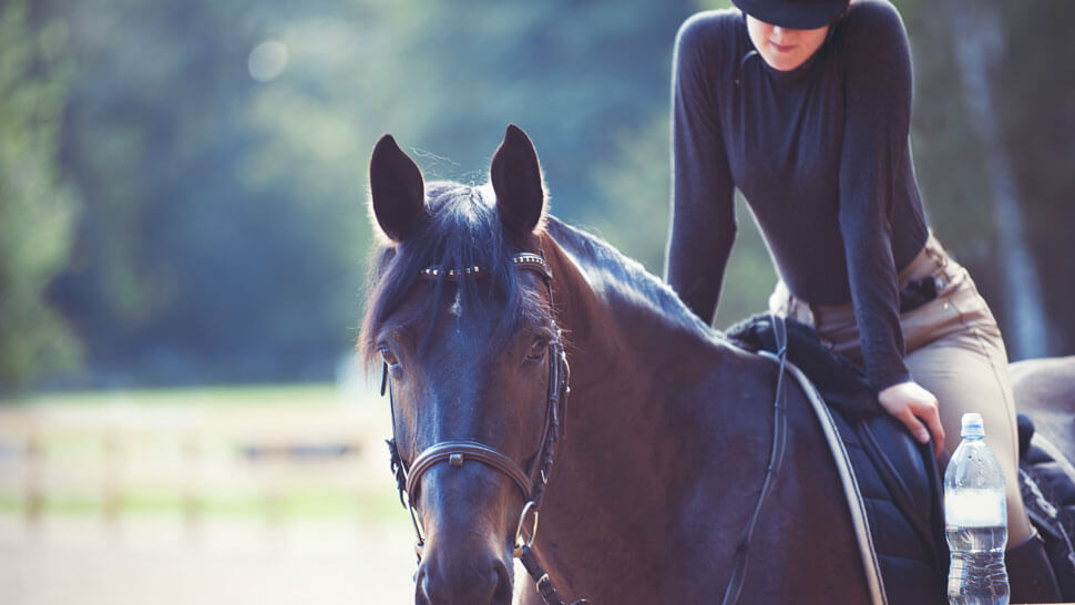Why Buying and Selling Through Sell Your Horse is Safer and Easier