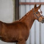 Sport Pony Foal