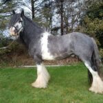 4yo Blue Roan Traditional Cob