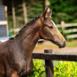 Buckskin Oldenburg Colt for Sale