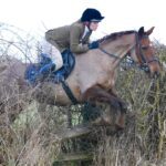 12-Year-Old, 15hh ISH Mare
