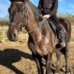 16.2hh, 14-Year-Old ISH Mare